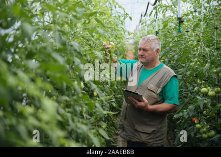 Agriculteur avec le comprimé lentement Inspecter les végétaux. Agronome Senior surveiller la récolte. Banque D'Images