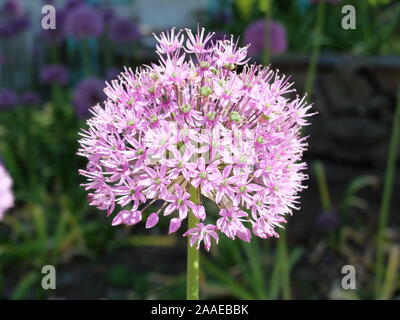 Grande rose fleur d'allium close up Banque D'Images