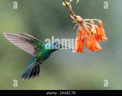 Hummingbird au Costa Rica Banque D'Images