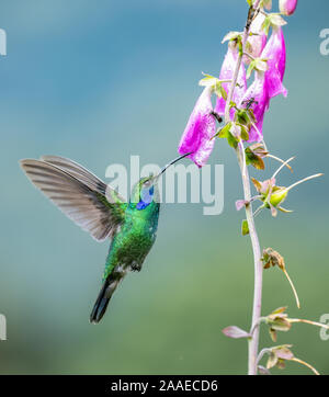 Hummingbird au Costa Rica Banque D'Images