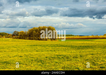 La fin de l'automne. L'herbe fauchée sur un pré vert-jaune. Champs et forêt en arrière-plan. Podlasie, Pologne. Banque D'Images