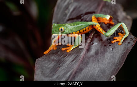 Une grenouille d'arbre au Costa Rica Banque D'Images