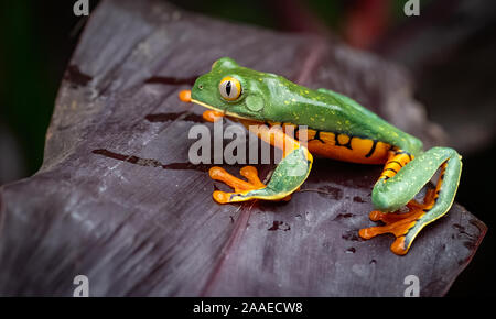 Une grenouille d'arbre au Costa Rica Banque D'Images