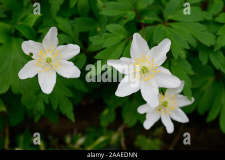 L'Anémone des bois. (Anemone nemorose). libre de deux fleurs blanches avec des étamines jaunes. Banque D'Images