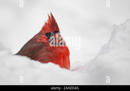 Le Cardinal dans la neige sur une Banque D'Images