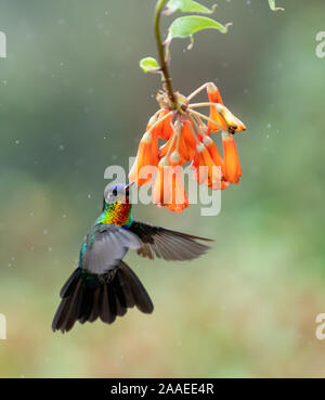 Hummingbird au Costa Rica Banque D'Images