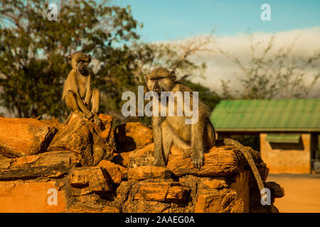 Un petit troupeau de singes vervet sauvages est assis sur de grosses pierres dans le parc national de Tsavo au Kenya au coucher du soleil. Les babouins troupeau close up.les yeux pour les yeux. Banque D'Images