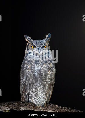 Un grand-duc d'Amérique, Bubo virginianus, chasse la forêt pour proies la nuit. Banque D'Images