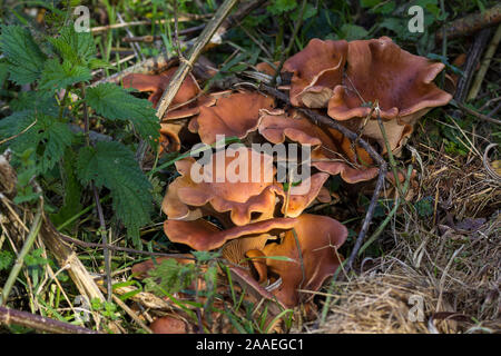 Gros champignons brun-orange, en forme de coupe de couleur couleur miel tranchant ondulé forêt champignons au niveau du sol Banque D'Images