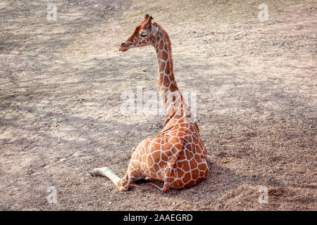 Girafe couchée sur le terrain Banque D'Images
