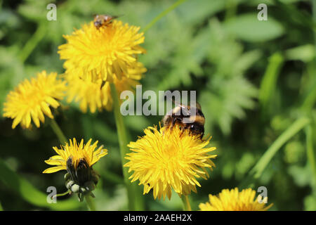 Bourdon sur une fleur de pissenlit nature Banque D'Images