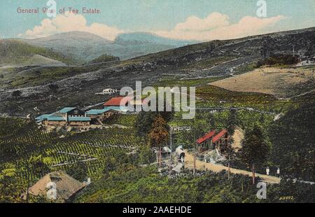 Carte postale illustrée d'une vue d'une plantation de thé dans un secteur montagneux, Sri Lanka, publié par A.W.A. Plaque et Co, 1915. À partir de la Bibliothèque publique de New York. () Banque D'Images