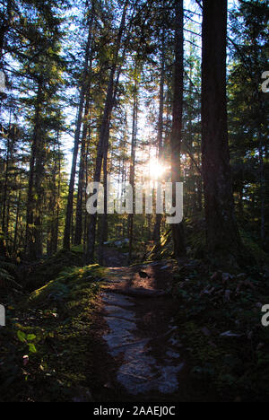 La lumière du matin de l'automne illuminant la forêt de conifères et de roches vertes sur un sentier de randonnée à Squamish, BC, Canada, avec des ombres Banque D'Images