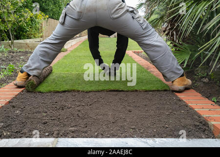 Nouveau gazon herbe étant installé dans un jardin, le long de la bordure de la brique. Banque D'Images