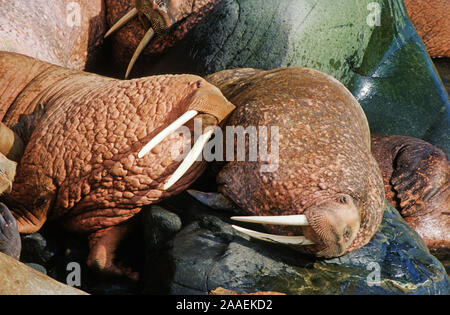 Pazifisches - Walross morse du Pacifique Banque D'Images