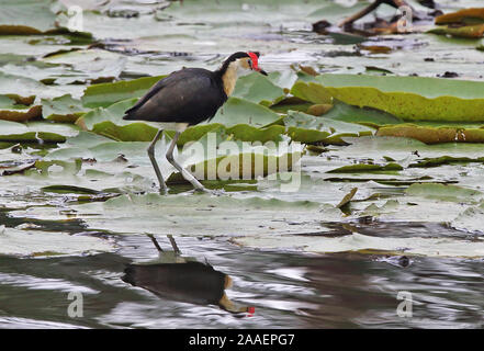 Comb-crested Jacana (Irediparra gallinacea) adulte debout sur lilly pads Port Moresby, Papouasie Nouvelle Guinée Juillet Banque D'Images