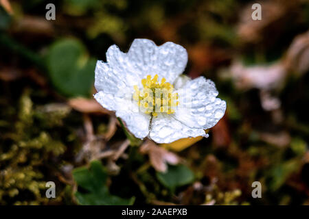 Macro close up of a wild alpine white anemone (Pulsatilla alpina) couvertes de gouttes brillantes et les détails des pétales et pistils Banque D'Images