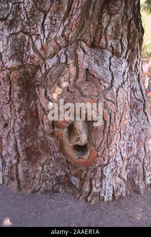 Close-up de l'écorce d'un pin (appelé 'Pino Gordo" qui est dans le Parc National des Forêts de la Couronne. C'est pin canarien avec des siècles de vie dont la hauteur Banque D'Images