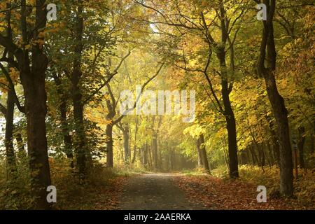 Route à travers le pays de la forêt d'automne le matin. Banque D'Images