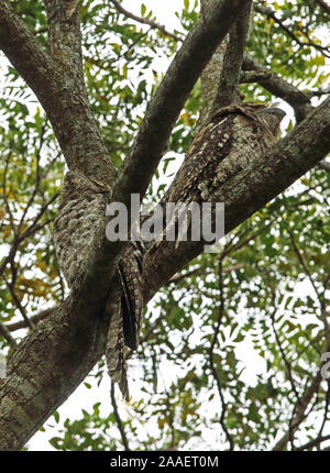 Une grille supérieure de papou (Podargus papuensis) deux adultes se percher dans un arbre à Port Moresby, Papouasie Nouvelle Guinée Juillet Banque D'Images
