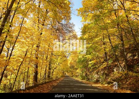 Route de campagne menant à travers la forêt d'automne lors d'une journée ensoleillée. Banque D'Images