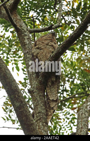 Une grille supérieure de papou (Podargus papuensis) adulte se percher dans un arbre à Port Moresby, Papouasie Nouvelle Guinée Juillet Banque D'Images