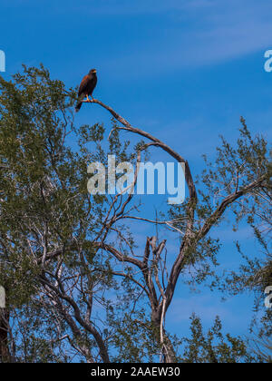 Harris's Hawk au sommet d'un acacia, Usery Mountain Regional Park, Mesa, Arizona. Banque D'Images