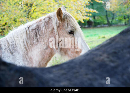 Close-up d'une tête de poneys - John Gollop Banque D'Images