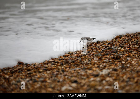 Beachlands, Hayling Island, Hampshire, Royaume-Uni. 21 novembre 2019. Froid et venteux le long de la côte sud d'aujourd'hui. Beachlands sur Hayling Island dans le Hampshire. Credit : james jagger/Alamy Live News Banque D'Images