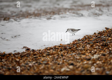 Beachlands, Hayling Island, Hampshire, Royaume-Uni. 21 novembre 2019. Froid et venteux le long de la côte sud d'aujourd'hui. Beachlands sur Hayling Island dans le Hampshire. Credit : james jagger/Alamy Live News Banque D'Images