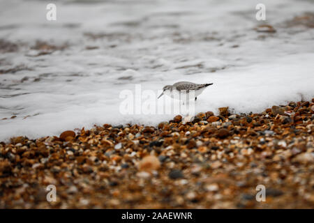 Beachlands, Hayling Island, Hampshire, Royaume-Uni. 21 novembre 2019. Froid et venteux le long de la côte sud d'aujourd'hui. Beachlands sur Hayling Island dans le Hampshire. Credit : james jagger/Alamy Live News Banque D'Images