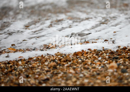 Beachlands, Hayling Island, Hampshire, Royaume-Uni. 21 novembre 2019. Froid et venteux le long de la côte sud d'aujourd'hui. Beachlands sur Hayling Island dans le Hampshire. Credit : james jagger/Alamy Live News Banque D'Images