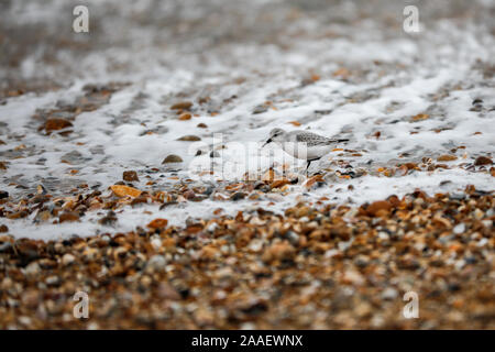 Beachlands, Hayling Island, Hampshire, Royaume-Uni. 21 novembre 2019. Froid et venteux le long de la côte sud d'aujourd'hui. Beachlands sur Hayling Island dans le Hampshire. Credit : james jagger/Alamy Live News Banque D'Images