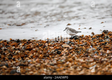 Beachlands, Hayling Island, Hampshire, Royaume-Uni. 21 novembre 2019. Froid et venteux le long de la côte sud d'aujourd'hui. Beachlands sur Hayling Island dans le Hampshire. Credit : james jagger/Alamy Live News Banque D'Images