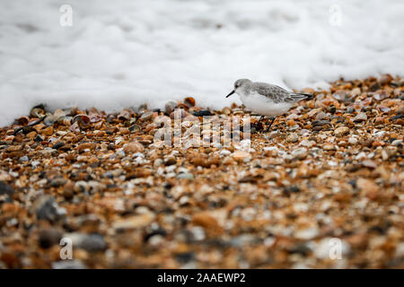 Beachlands, Hayling Island, Hampshire, Royaume-Uni. 21 novembre 2019. Froid et venteux le long de la côte sud d'aujourd'hui. Beachlands sur Hayling Island dans le Hampshire. Credit : james jagger/Alamy Live News Banque D'Images