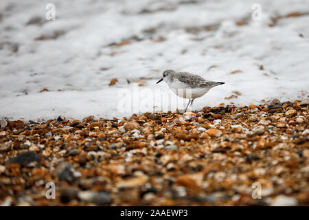 Beachlands, Hayling Island, Hampshire, Royaume-Uni. 21 novembre 2019. Froid et venteux le long de la côte sud d'aujourd'hui. Beachlands sur Hayling Island dans le Hampshire. Credit : james jagger/Alamy Live News Banque D'Images