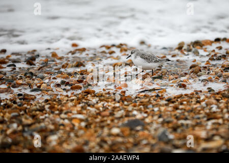 Beachlands, Hayling Island, Hampshire, Royaume-Uni. 21 novembre 2019. Froid et venteux le long de la côte sud d'aujourd'hui. Beachlands sur Hayling Island dans le Hampshire. Credit : james jagger/Alamy Live News Banque D'Images