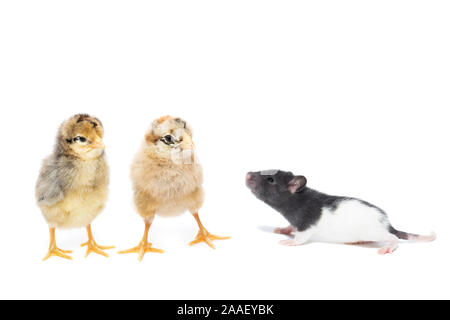 Poulets et un rat sur un cas isolé sur fond blanc Banque D'Images
