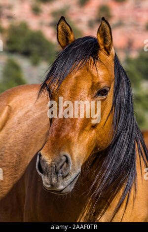 Mustang sauvage dans le désert du sud de l'Utah, close-up portrait avec ses oreilles. Banque D'Images