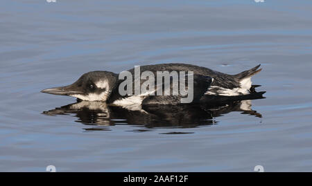 Guillemot de Troïl (Uria aalge) Banque D'Images