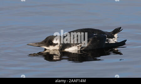 Guillemot de Troïl (Uria aalge) Banque D'Images