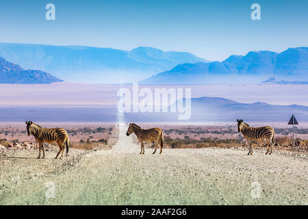 Les zèbres traversent la route en Namibie, Afrique Banque D'Images