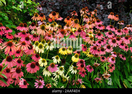 Jardin avec orange rose jaune et de l'échinacée Coneflowers dans Hendrie Park Royal Botanical Gardens Canada Burlignton Banque D'Images