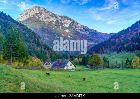 Une scène alpine dans Rabanov avec Kot automne feuillage couleur dans la vallée de Logar, la Slovénie, l'Europe. Banque D'Images