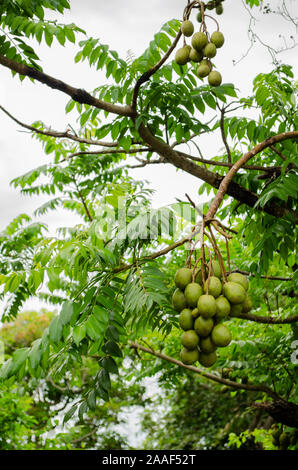 Juin les prunes sont mûres sur UN Bunch Banque D'Images