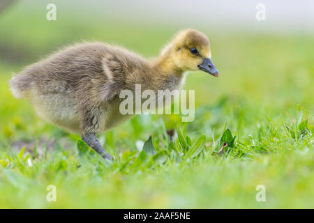 Graugans, Kueken, Anser anser, Banque D'Images