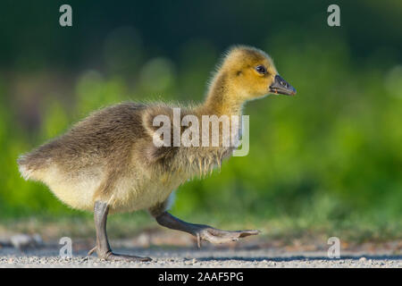 Graugans, Kueken, Anser anser Banque D'Images