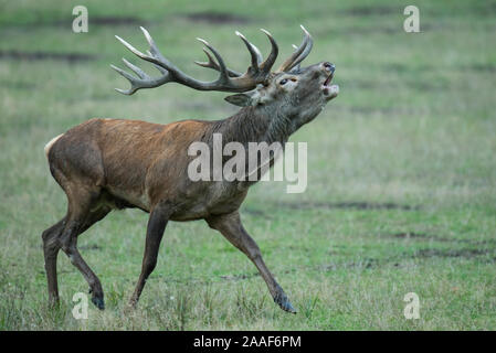 Rothirsch, Cervus elaphus Banque D'Images