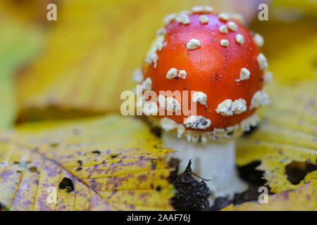 Fliegenpilz, Amanita muscaria, Banque D'Images