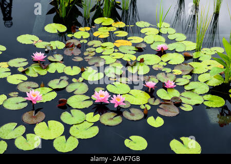 Nénuphar rose des fleurs et des nénuphars lumineux sur un miroir d'eau sombre à Hendrie Park Royal Botanical Gardens à Burlington Ontario Canada Banque D'Images